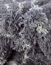 Cozy Haven Shag Collection Area Rug - Serenity (Pebble Gray) Round Pebble Gray  lifestyle 51