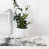 Cozy Haven Shag Collection Area Rug -  Tranquility (Smoke Gray) Runner Smoke Gray  lifestyle 26